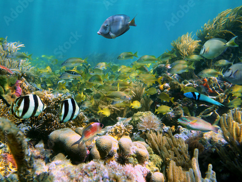 Coral reef with school of colorful tropical fish underwater in the Caribbean sea