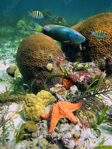 Underwater marine life on the seabed in the Caribbean sea with coral, colorful fish and a starfish