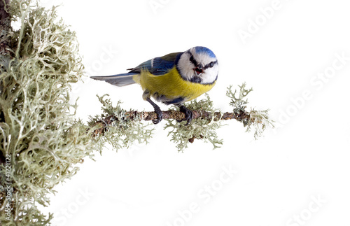 titmouse on tree branches on a white background. spring. photo