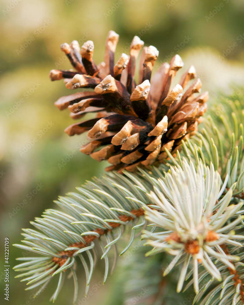 Leaves of the pine forest of trees.