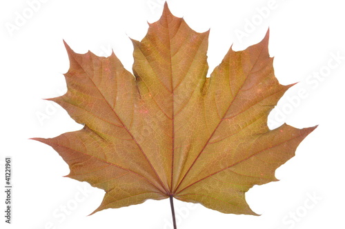 Single maple leaf on white background