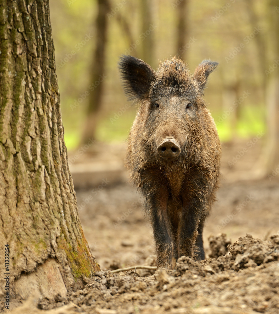 Wild Pig Wild Pig