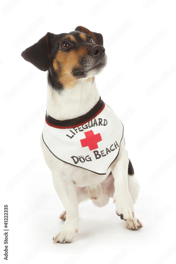 chien Jack Russel portant bandana gardien de plage