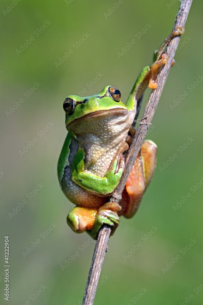 Naklejka premium Frog