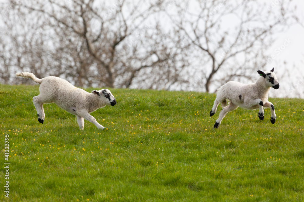Naklejka premium Leaping spring lambs