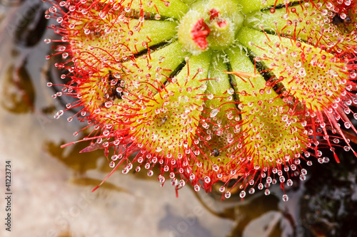 Drosera tokaiensis Carnivorous Plant