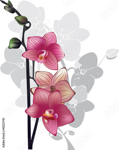 branch of pink orchids on a white background