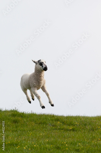 Lamb leaping into the air photo