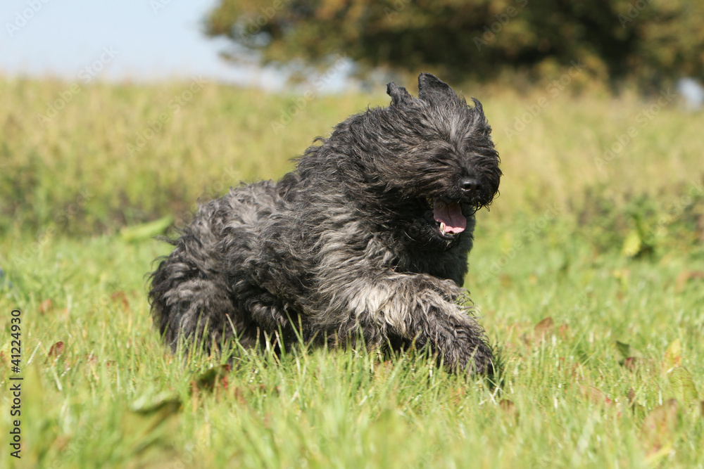 bouvier des Flandres jumping on the grass