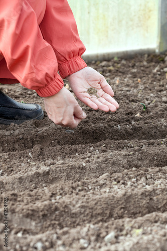 gardener sows seeds in soil