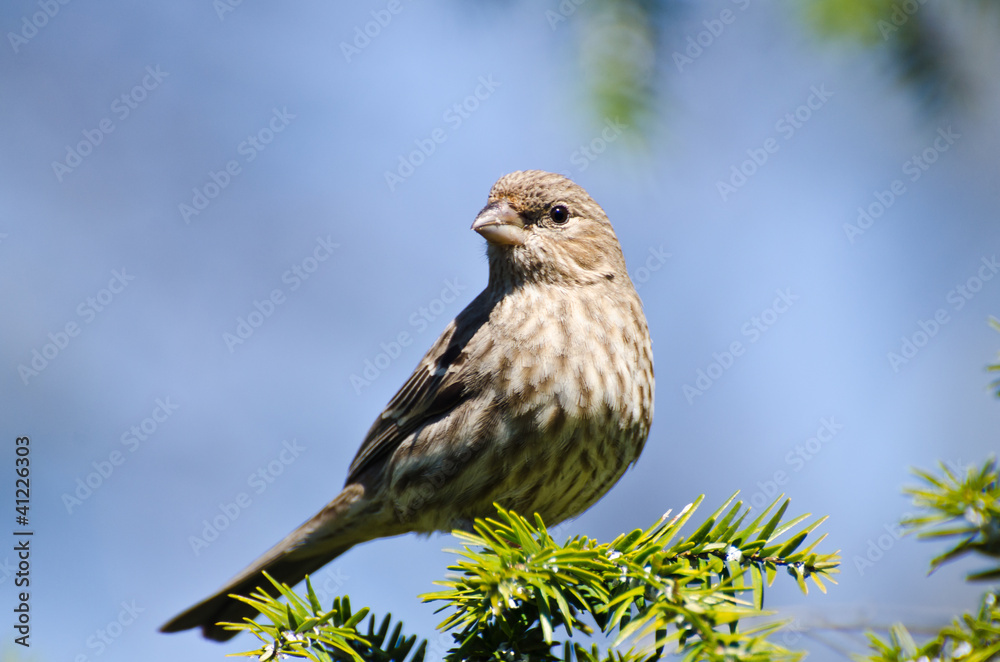 Fototapeta premium House Finch Perched in a Tree