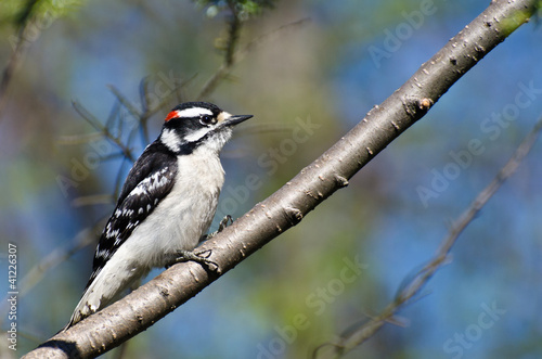 Downy Woodpecker Perched in a Tree