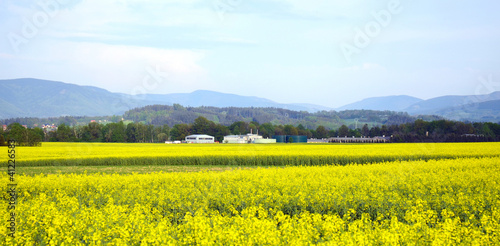Canola fields, mountain scenery, Agriculture