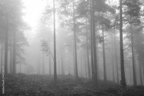 Spooky misty woodland