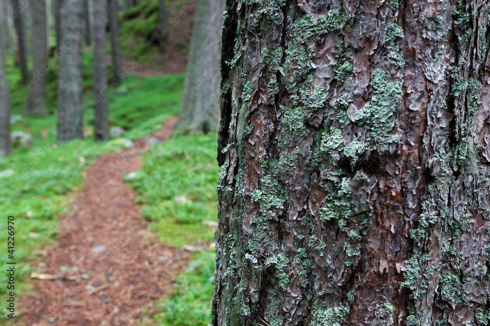 Bark detail with winding footpath behind Bark detail with winding footpath behind