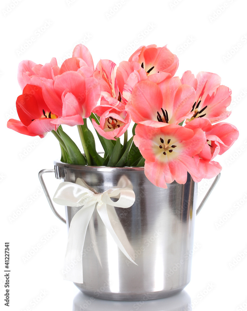 beautiful pink tulips in bucket isolated on white. beautiful pink tulips in bucket isolated on white.