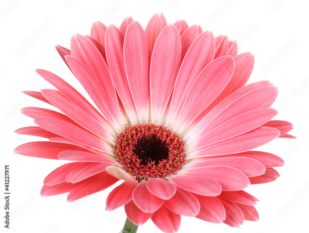 beautiful pink gerbera isolated on white.