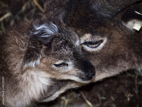 Soay Sheep photo