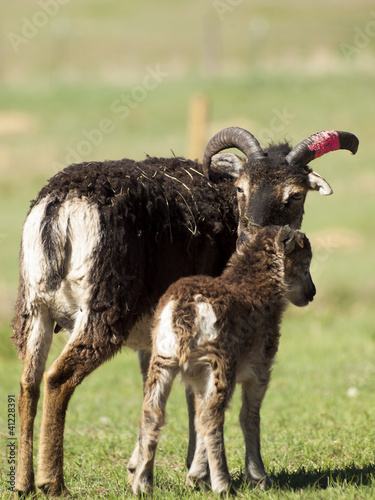 Soay Sheep photo