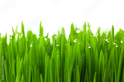 Fototapeta Świeża zielona pszeniczna trawa z kroplami rosa / odizolowywa na bielu z