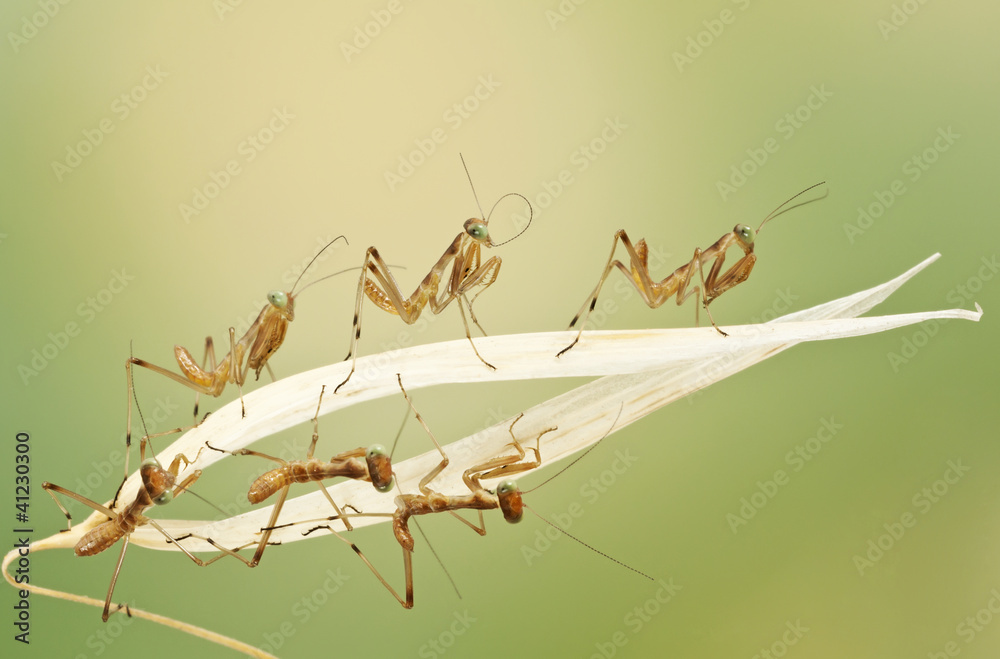 Obraz premium little praying mantises on nice backgrownd