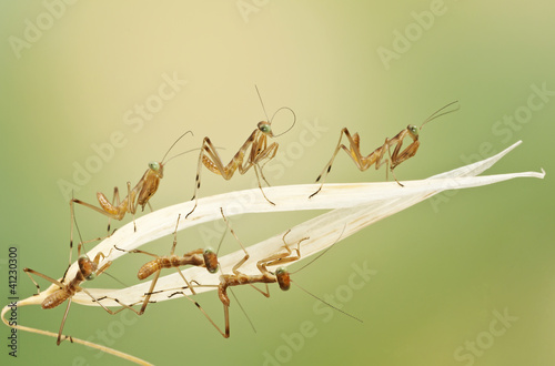 little praying mantises on nice backgrownd © Ayupov Evgeniy