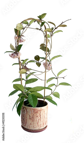 Blooming Hoya camosa on a white background