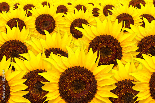 Fototapeta Naklejka Na Ścianę i Meble -  Sunflower background
