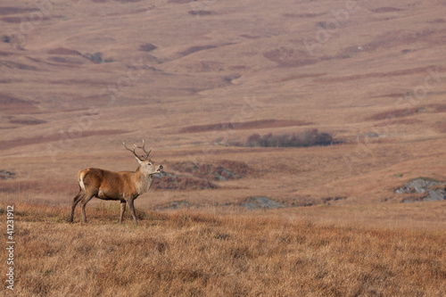 Stag photographed on Jura in Scotland looking right