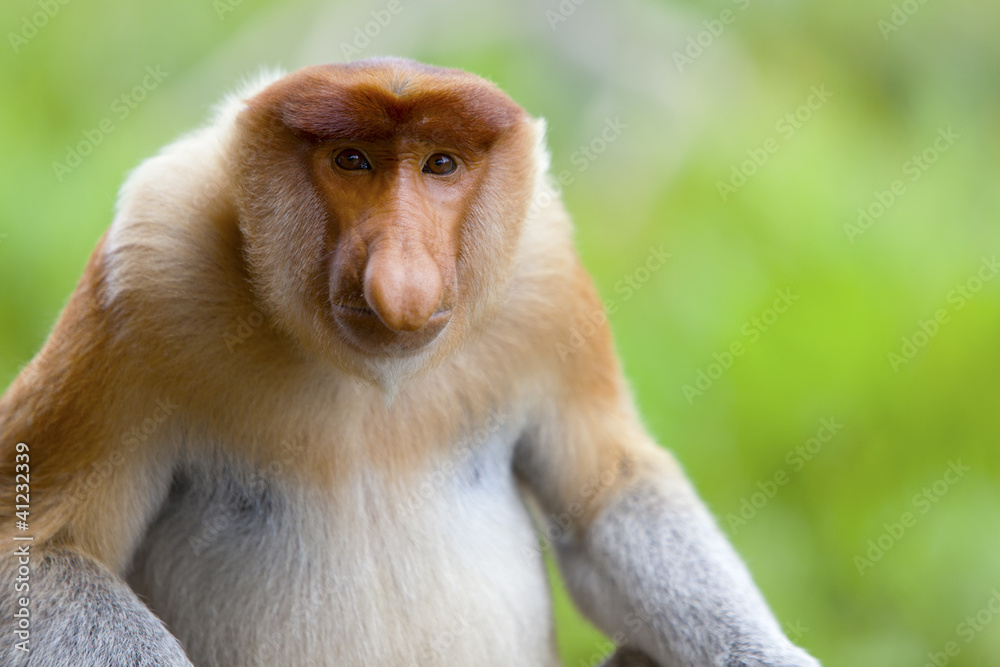 Naklejka premium A proboscis monkey, Sandakan, Malaysia.