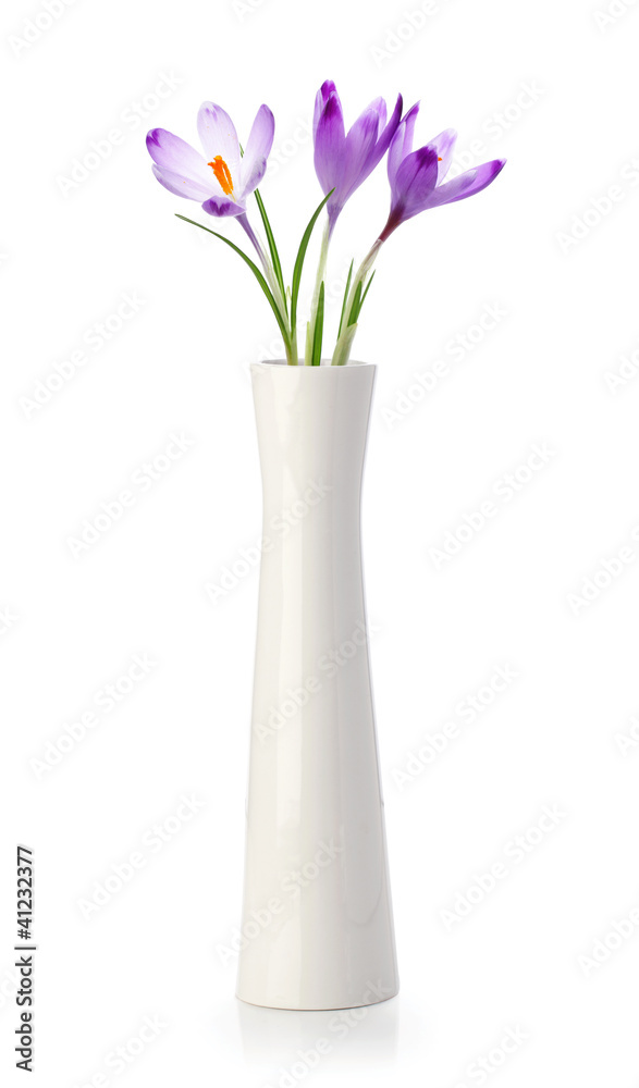 Three crocus flowers in white vase Three crocus flowers in white vase