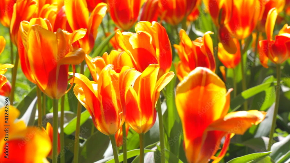 Spring field with colorful tulips Spring field with colorful tulips
