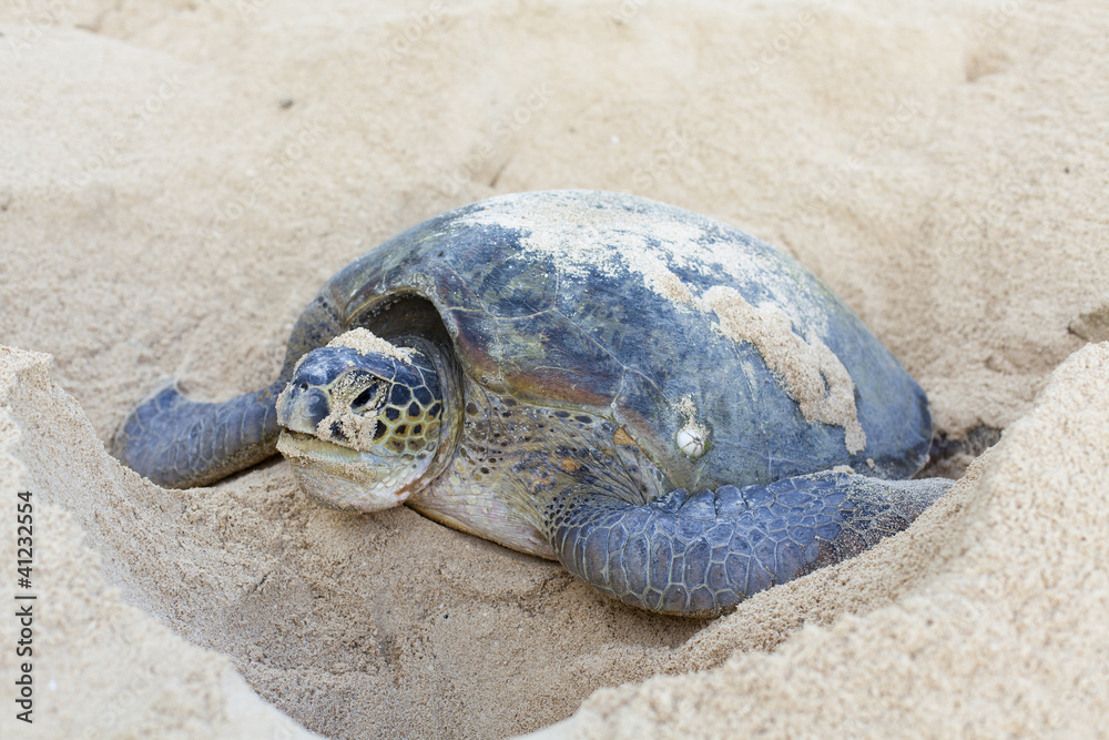 Fototapeta premium Green turtle nesting on the beach.