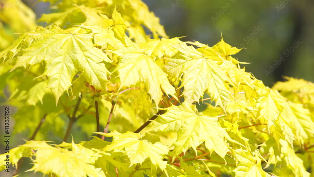 Maple branch with young leaflets on a wind Maple branch with young leaflets on a wind