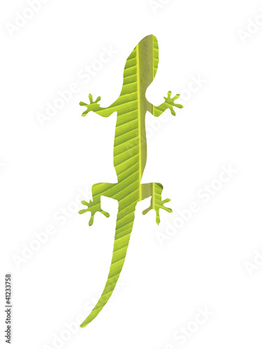 Gecko on white