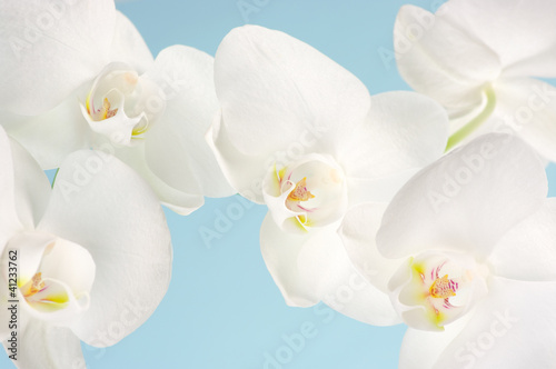 Fototapeta Naklejka Na Ścianę i Meble -  Orchids close-up