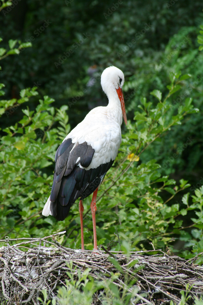 Naklejka premium Stork in the nest