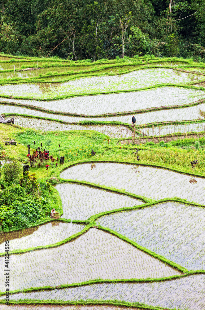 Terrace rice fields, Bali, Indonesia