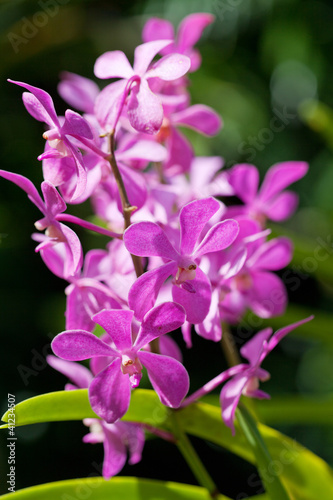 exotic orchids growing on island Bali © Shchipkova Elena
