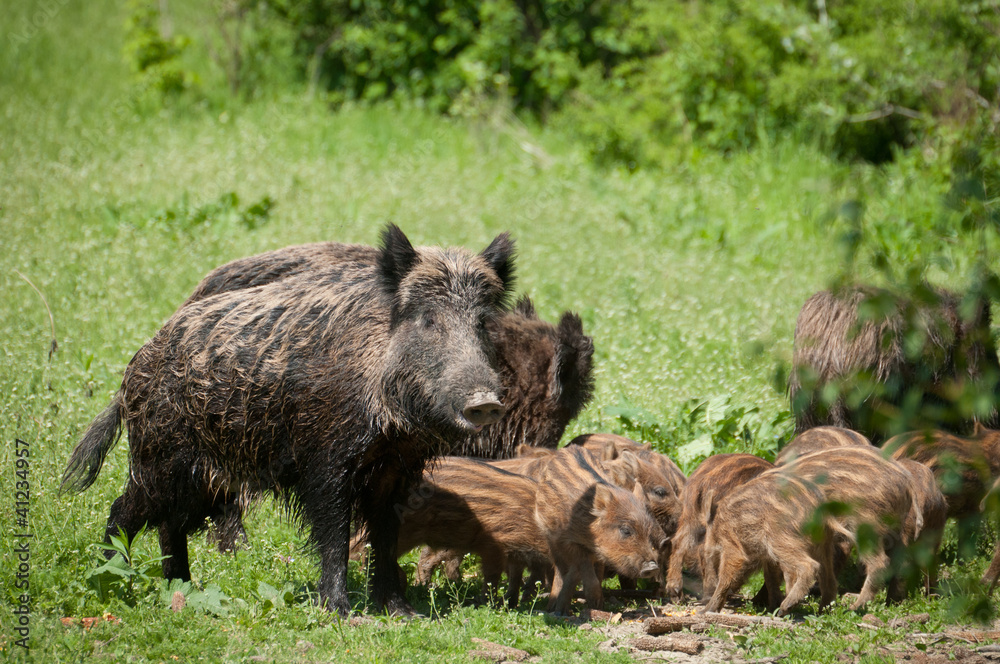 Wild boar with piglets Wild boar with piglets