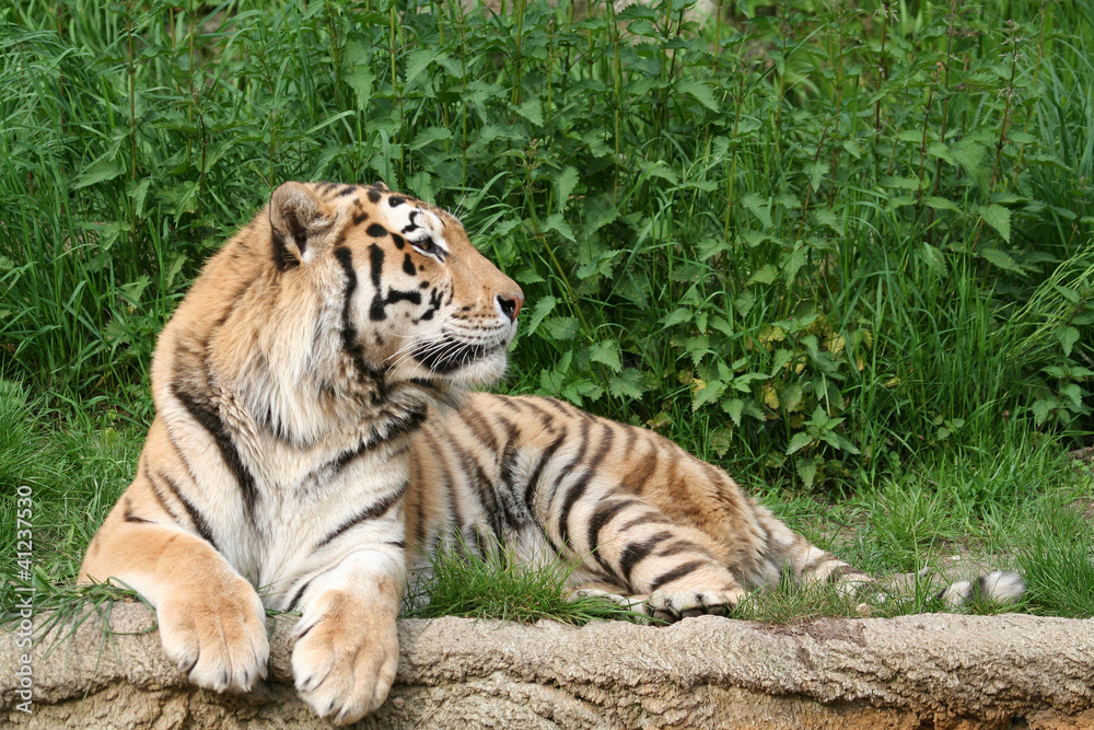 Amurtiger Amurtiger