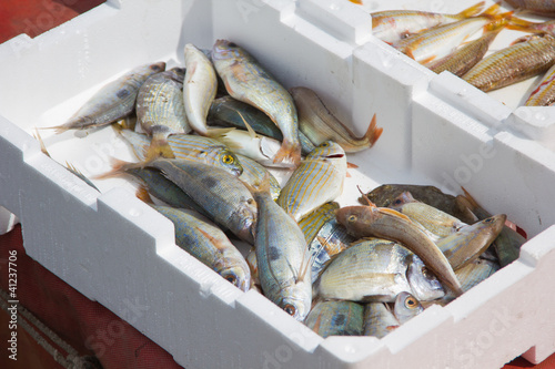 fresh fish