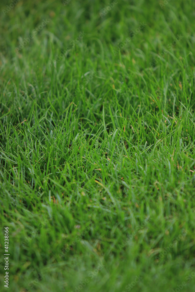 Green grass texture Green grass texture