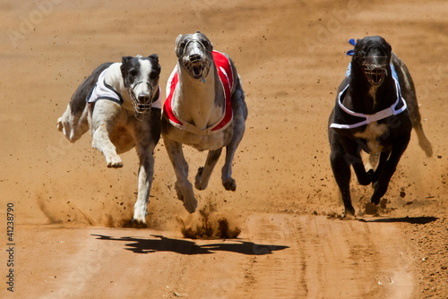 racing dogs