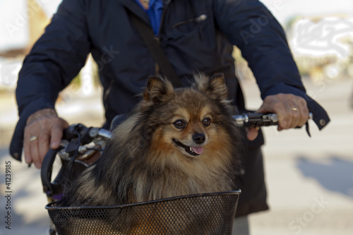 Volpino spitz nel cesto della bicicletta