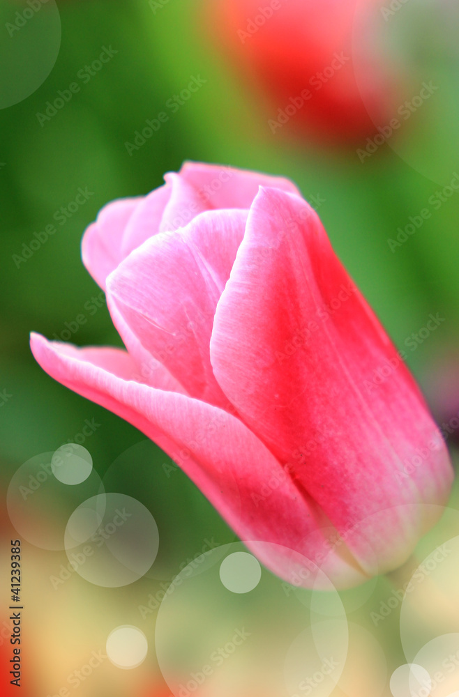 Beautiful rose tulip close-up