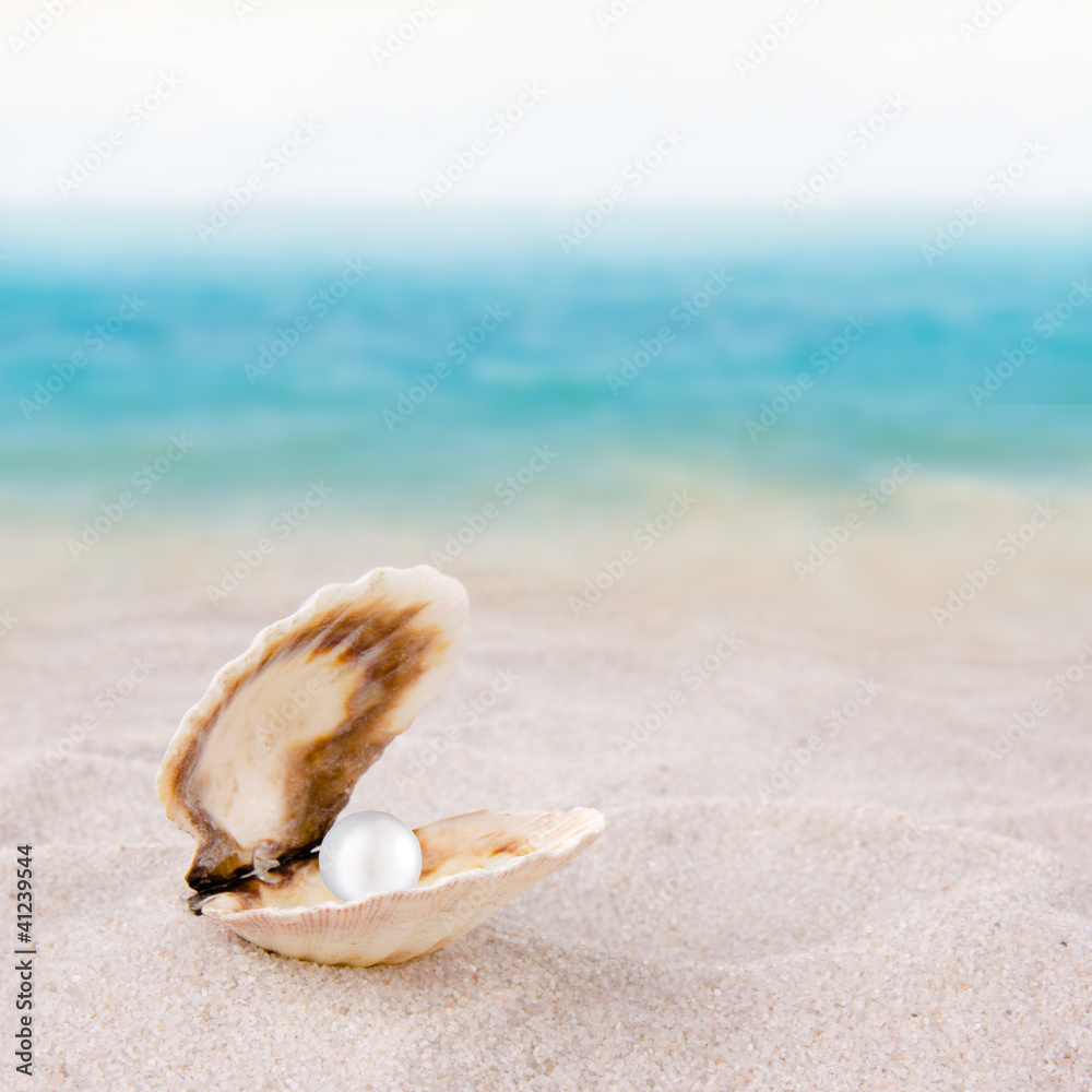 Sea shell on the beach Sea shell on the beach