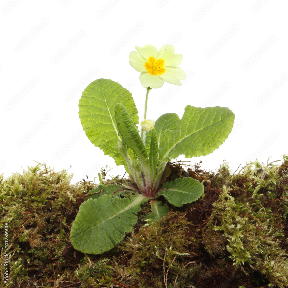 Primrose StockFoto Adobe Stock
