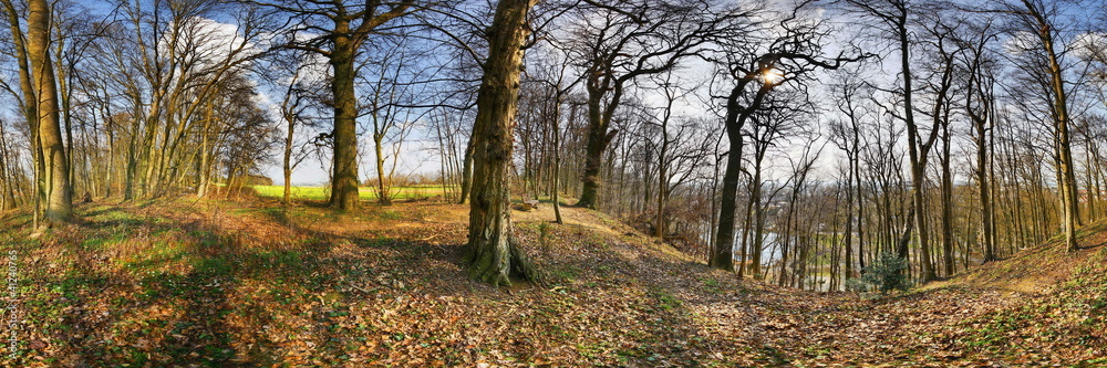 Wald Wald
