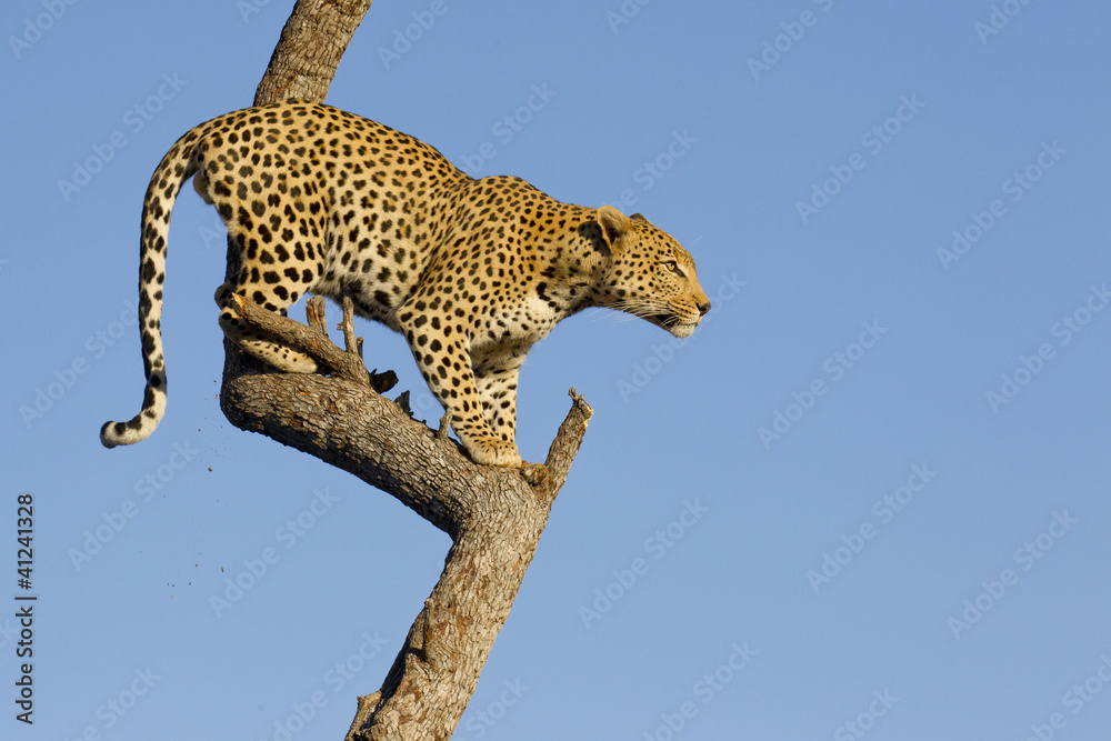 Obraz premium Lampart na drzewie, Republika Południowej Afryki